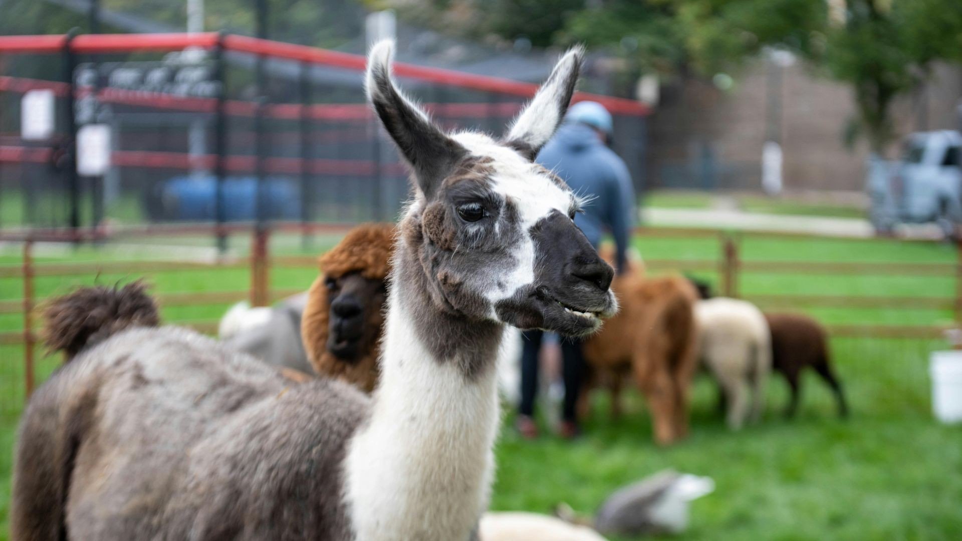 Tierkindergarten Parkhoeve