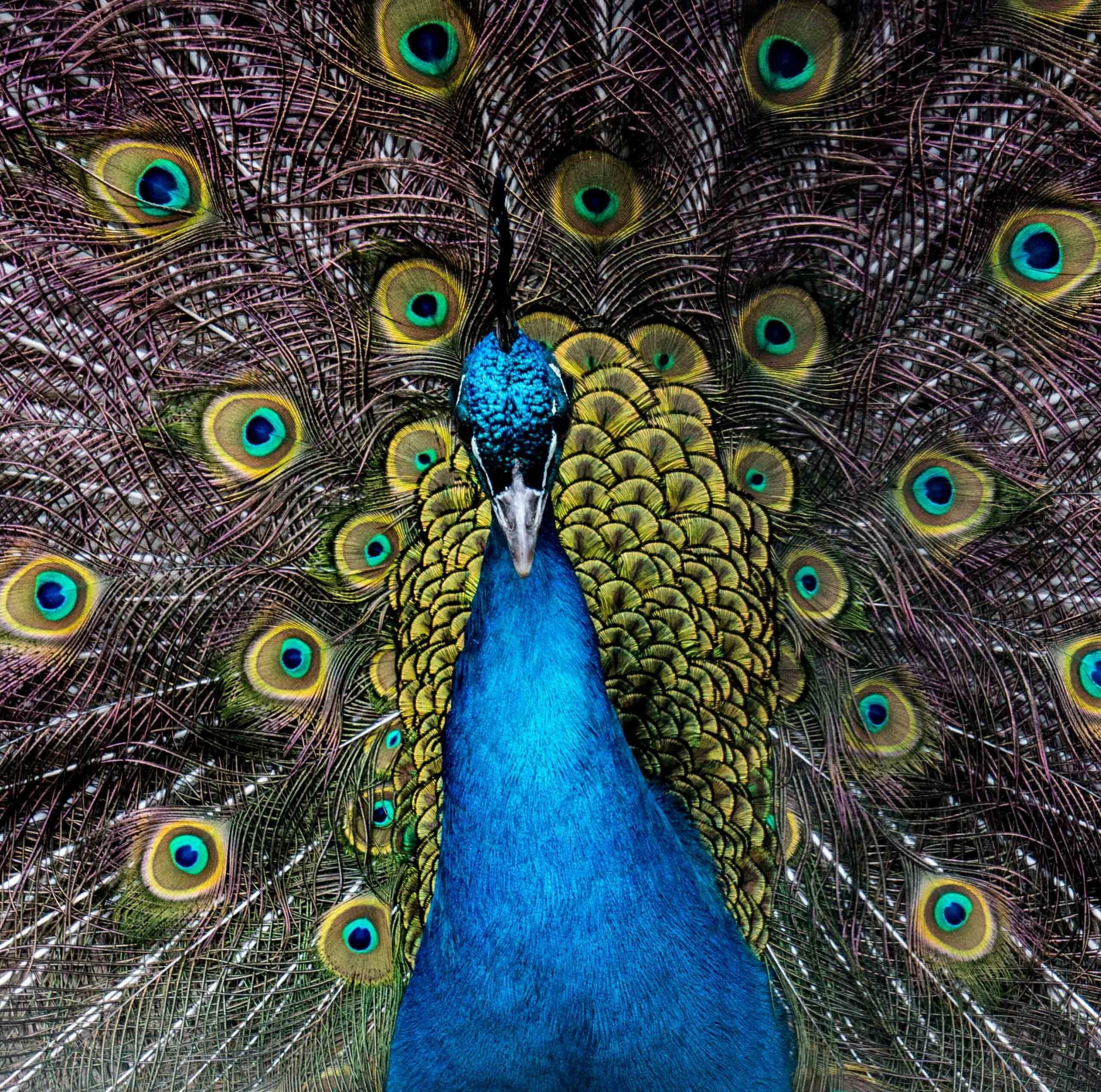 Pukkemuk 23032019 Fotomütze 171