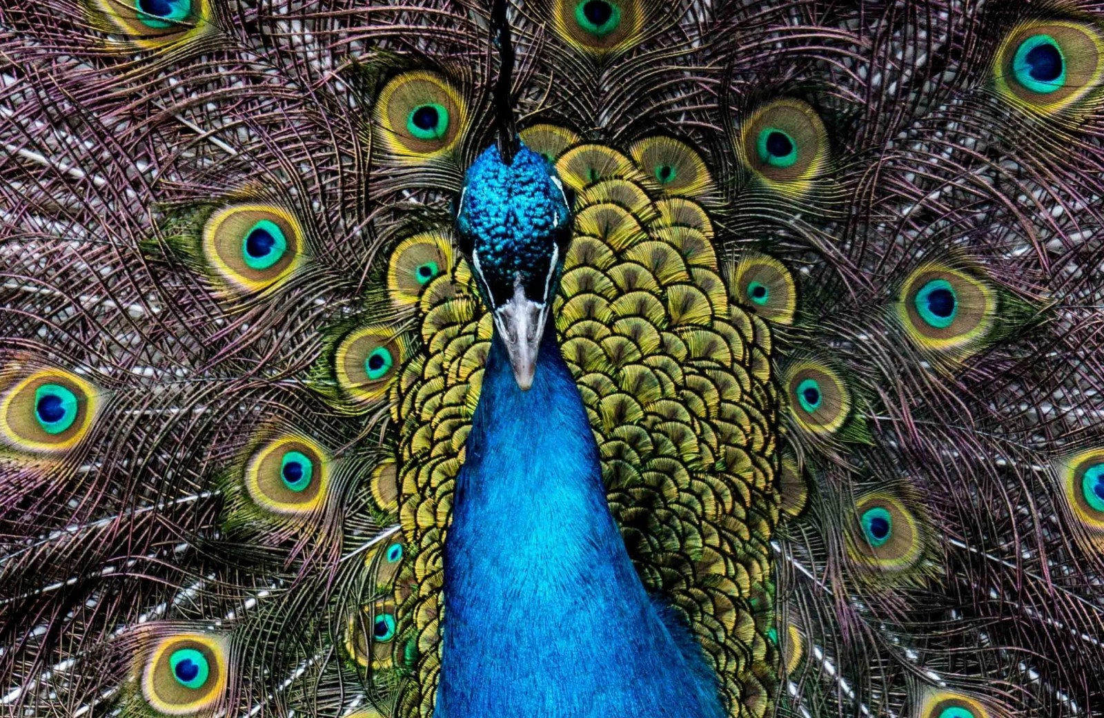 Pukkemuk 23032019 Fotomütze 171